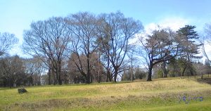 東京の野川公園で休憩中に撮りました。春の小川を感じる自転車・小旅行中の風景です。小川の向こうの木々が芽吹いています。新緑の季節には少し早い時節。これからのライフデザインを提案するブログ「みらいメモ：暮らしと仕事を200字で」の記事「半径10キロ　自転車で　- 毎日が小さな旅 –」のOGP画像です。企画制作・矢嶋剛（綴り手　矢嶋ストーリーtokyo）。